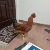 خروس|حیوانات مزرعه|تهران, شمیران‌نو|دیوار