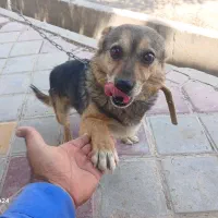 سگ پاکوتاه