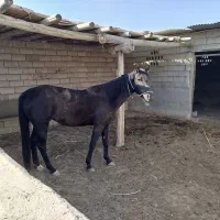 اسب|اسب و تجهیزات اسب‌سواری|آشخانه, |دیوار