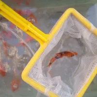 ماهی عمده|ماهی|باغ صفا, |دیوار