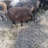 بره ماده