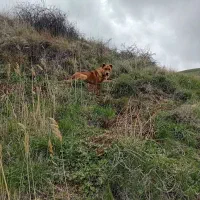 معاوضه با سگ نگهبان