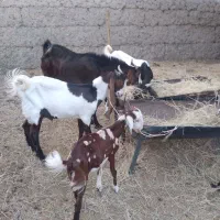 ۵عددگوسفند|حیوانات مزرعه|ماهان, |دیوار