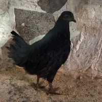 مرغ بلک استار/یکدست سیاه