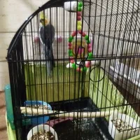 عروس هلندی|پرنده|تهران, محمودیه|دیوار