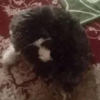 یک سگ پاکوتاه|سگ|تهران, حر|دیوار