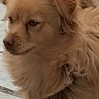 سگ پامر|سگ|ساوه, |دیوار