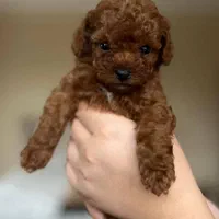 سگ توی پودل واکسن خورده شناسنامه دار