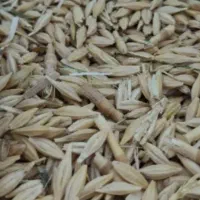 خریدار جو محلی