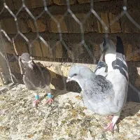 کفتر شهری سبز و شهری سرکی|پرنده|شیراز, داریون|دیوار