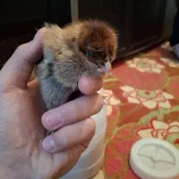 جوجه مرغ طبیعی