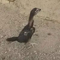 جوجه اوشامو لاری
