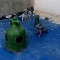 کبوتر مسافتی و پرشی|پرنده|خوی, |دیوار