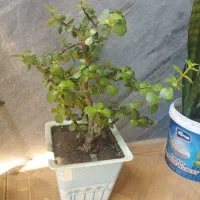 قیمت‌ها متفاوت|گل و گیاه طبیعی|جوانرود, |دیوار