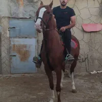 اسب نریون شش دنگ|اسب و تجهیزات اسب‌سواری|فلاورجان, |دیوار