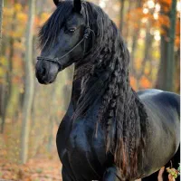 آموزش سوارکاری بصورت مبتدی و حرفه ای