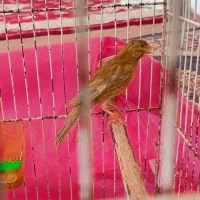 قناری نر مست شلاقی  خوان  تضمینی.  معا وضه با