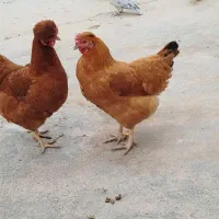 دوتا مرغ تخم کن خوش رنگ