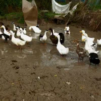 اوردک نر و ماده 15عدد برای فروش|حیوانات مزرعه|رشت, لاکان|دیوار