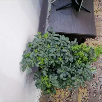 بونسای میخک|گل و گیاه طبیعی|مشهد, کوی دروی|دیوار