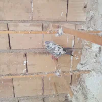 دو تا کفتر سالم ۲۰۰