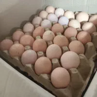 تخم نطفه دار راس و گلپایگانی و تخم خوراکی محلی