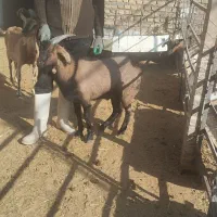 فروش یا معاوضه بزغاله سانن آلپاین نژاد عالی