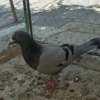 پلاکی سبز دوخط ۲۰۲۳   کورک نامه بر نر مس مس|پرنده|کرمانشاه, |دیوار