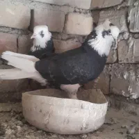 کفتر شازده سیاه و قرمز