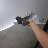 کفتر پرشی کمیاب|پرنده|نسیمشهر, |دیوار