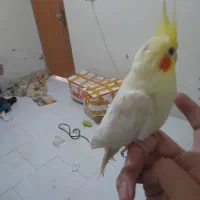 عروس هلندی لوتینو ۳ ماهه|پرنده|شاهین‌شهر, شهرک گلدیس|دیوار