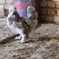 مرغ وخروس