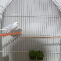 قناری ماده کرست معاوضه با سهره