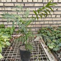 فیلودندرون