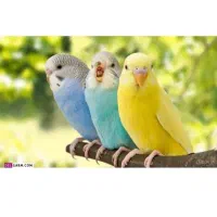 عروس هلندی گم شده