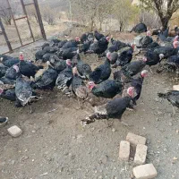 فروش بوقلمون محلی|حیوانات مزرعه|کامیاران, |دیوار