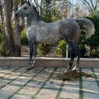 اسب مادیان با کره و کره از سهیل حیدر