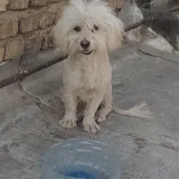 سگ پاپی شیتزو