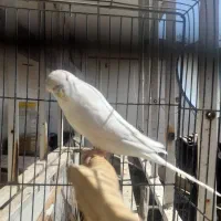 مرغ عشق انگلیسی ماده