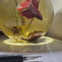 ماهی فایتر هافمون|ماهی|تبریز, |دیوار