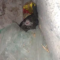 مرغ کرک|حیوانات مزرعه|جیرفت, |دیوار