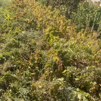 نهال انگور سفید و قرمز کشمشی|خدمات باغبانی و درختکاری|انزل, |دیوار