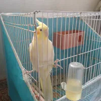 عروسی هلندی|پرنده|مشهد, توس (بلوار توس)|دیوار