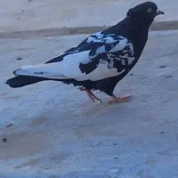 سینه سیاه قره سبز|پرنده|تربت جام, شهید نصرالهی|دیوار