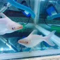 اگواریم 6 میل باکل وسایل|ماهی|اردبیل, |دیوار