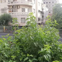 ویلایی 350متر بنا /هفت تیر/حیاط مشجر