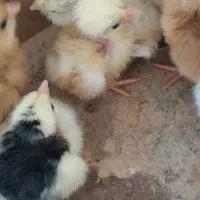 فروش جوجه گلپایگان سه روزه