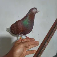 کبوتر سرخ سرحال و سلامت