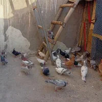 پرنده‌کبوتر|پرنده|اهواز, کمپلو جنوبی|دیوار