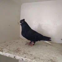 کفتر درجه یک دم سفید متن رو بخون